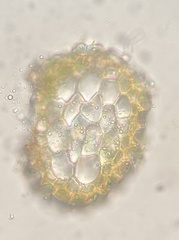 Isopterygiopsis muelleriana