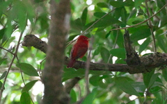Piranga rubra