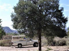 Forchhammeria watsonii