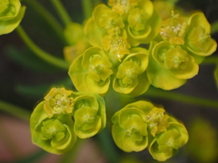 Euphorbia cyparissias