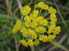 Euphorbia cyparissias