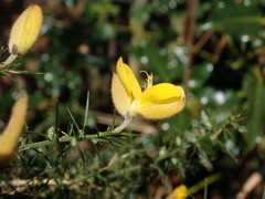 Ulex europaeus