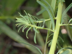 Euphorbia cyparissias