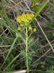 Euphorbia cyparissias