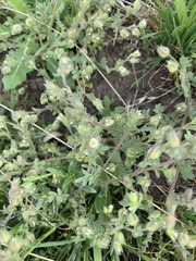 Polemonium micranthum