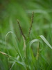 Knot Grass - Photo (c) Keisotyo, some rights reserved (CC BY-SA)