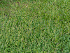 Knot grass