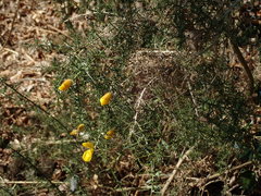 Ulex europaeus