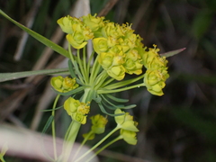 Euphorbia cyparissias