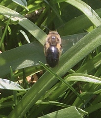 Andrena dunningi