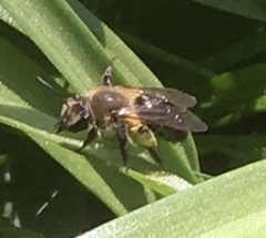 Andrena dunningi