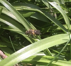 Andrena dunningi