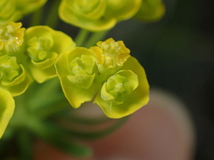 Euphorbia cyparissias