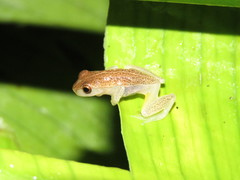 Dendropsophus nanus