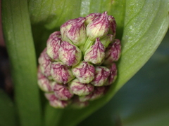 Orchis purpurea