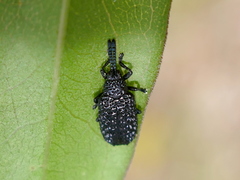 Microrhopala excavata