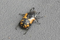 Phoxomela umbrosa