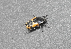 Phoxomela umbrosa