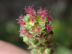 Sanguisorba minor