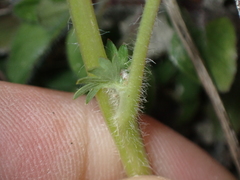 Sanguisorba minor
