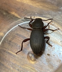 Argoporis costipennis