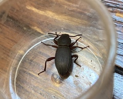 Argoporis costipennis