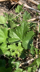 Heuchera richardsonii