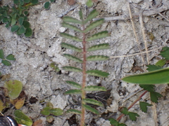 Sanguisorba minor