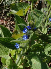 Pentaglottis sempervirens