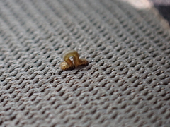 Geometridae