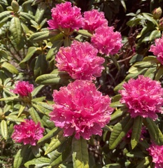 Rhododendron macrophyllum