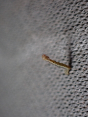 Geometridae