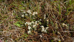 Pimelea oreophila
