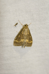 Ostrinia scapulalis