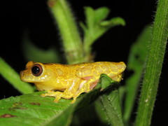 Dendropsophus triangulum