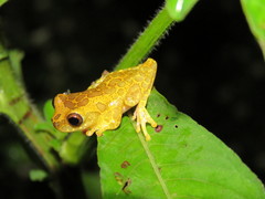 Dendropsophus triangulum