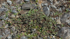Pimelea oreophila