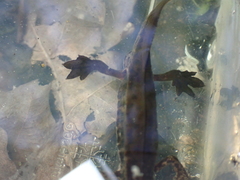 Lissotriton helveticus