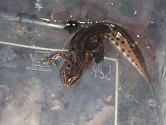 Lissotriton helveticus