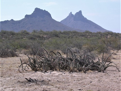 Octopus Cactus