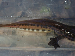 Lissotriton helveticus