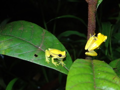 Dendropsophus rhodopeplus