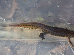 Lissotriton helveticus