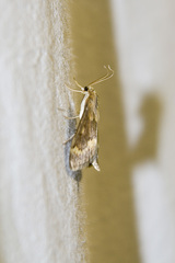 Ostrinia scapulalis