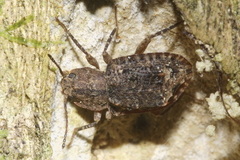 Syrphetodes marginatus