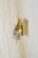 Ostrinia scapulalis
