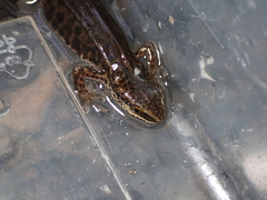 Lissotriton helveticus