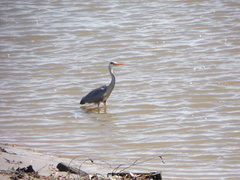 Ardea cinerea