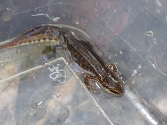 Lissotriton helveticus