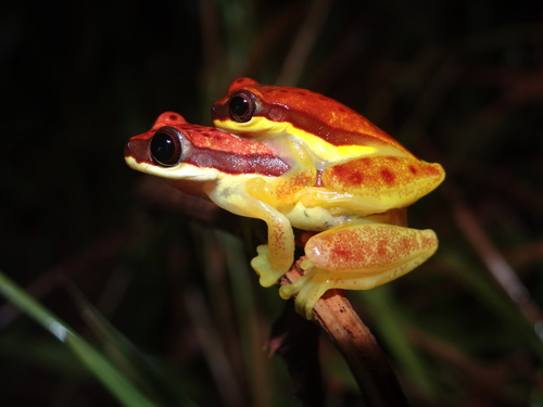 Red-Striped Treefrog, Dendropsophus rhodopeplus